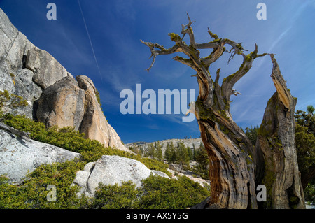 Lone gnarled old Bristlecone Pine (Pinus longaeva) tree stump in front of granite rocks at Olmsted Point, Yosemite National Par Stock Photo