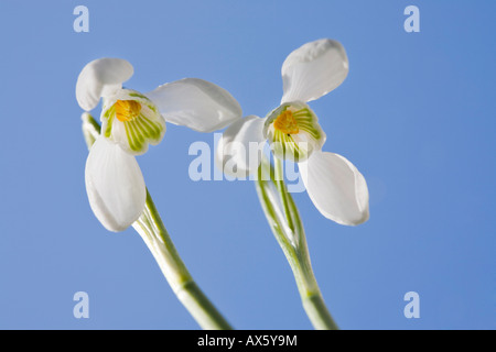 Snowdrops (Galanthus nivalis), garden plants, Austria, Europe Stock Photo