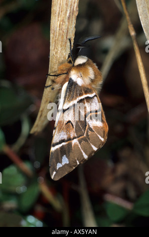 Kentish Glory butterfly (Endromis versicolora), male Stock Photo