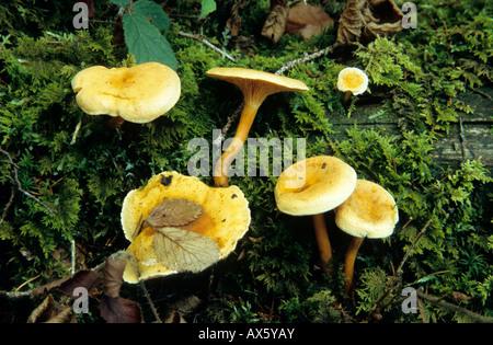 False Chanterelle (Hygrophoropsis aurantiaca) Stock Photo