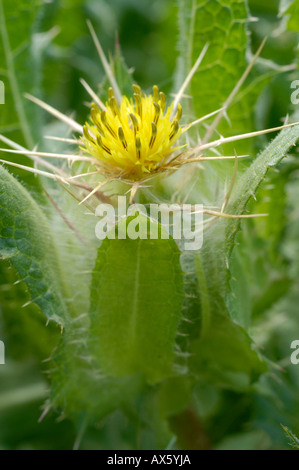 Blessed Thistle  Stock Photo