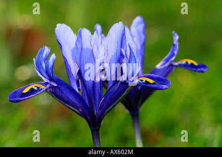 Reticulated - or Netted Iris (Iris reticulata)
