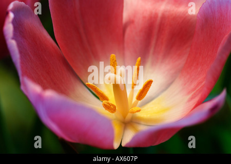 Tulip blossom with yellow stamen (Tulipa)