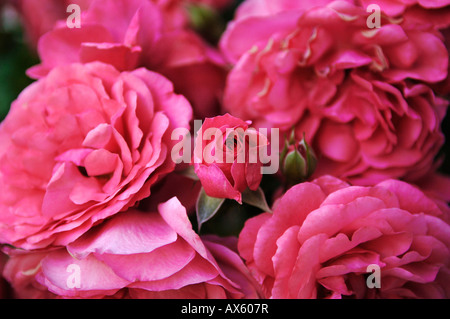 Pink roses (Rosa) Stock Photo