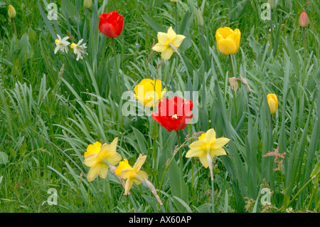 Tulips (Tulipa sp.) and Daffodils (Narcissus sp.) growing in a meadow, North Tirol, Austria, Europe Stock Photo