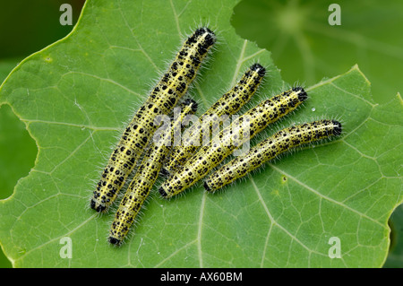 Small White caterpillars (Pieris rapae), North Tirol, Austria, Europe Stock Photo