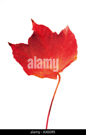 Vine leafs with autumnal colours Stock Photo Alamy
