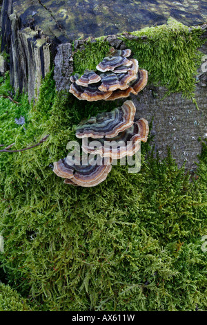 Turkey Tail mushrooms (Trametes versicolor) growing on a tree stump in Lueerwald (Luer Forest), North Rhine-Westphalia, Germany Stock Photo