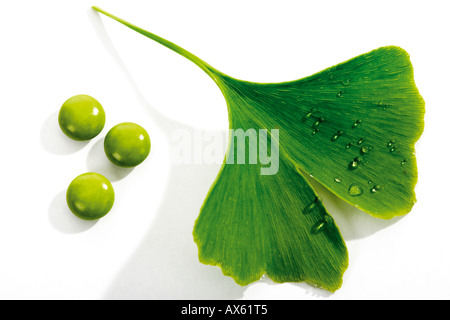 Ginko leaves and tablets Stock Photo