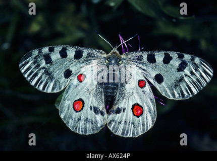 Apollofalter Parnassius apollo in the National Park GRAN PARADISO in Italy Stock Photo