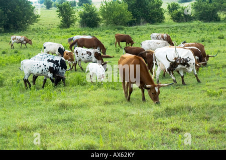 Texas Longhorn cattle herd with horses Stock Photo: 72347669 - Alamy