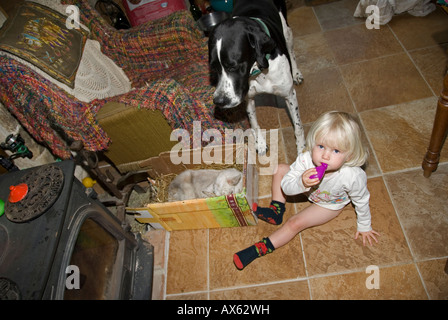 Stock photo of a two year old girl sitting on the floor with an orphaned goat and her pet dog Stock Photo