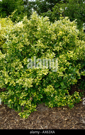 Wintercreeper Euonymus  Stock Photo