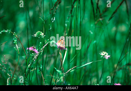 Butterfly in wildflower meadow, Pieve di Marebbe (Enneberg) Valle di Marebbe (Enneberger Tal) Trentino Alto Adige Italy Stock Photo