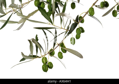 Close up of olive tree growing in Saint Catherine's Monastery in