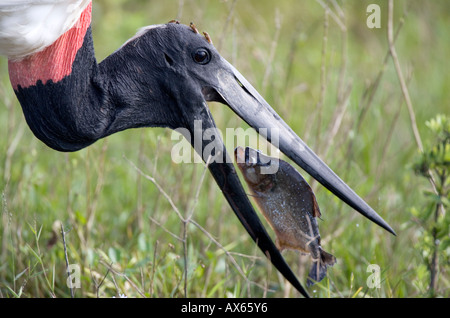Jabiru Stork  Stock Photo