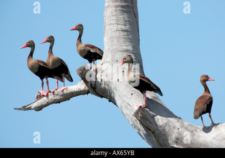 Red-billed Whistling Duck / Black-bellied Whistling Duck  Stock Photo