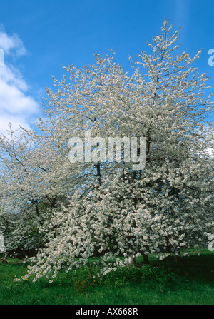 Plum tree blossom, Powys, Wales, UK. Stock Photo