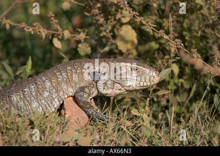Paraguay Caiman Lizard  Stock Photo
