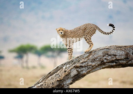 Cheetah  Stock Photo