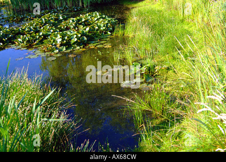 Buckland Village in Surrey on a summer morning water lily pond lily Nymphaea spec blooming Stock Photo