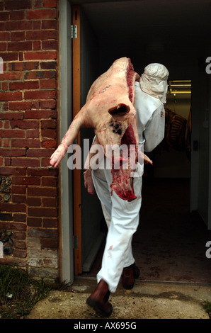 Abattoir staff member delivers butchered whole organic pig to freezer room Stock Photo