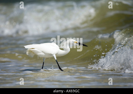 Snowy Egret  Stock Photo