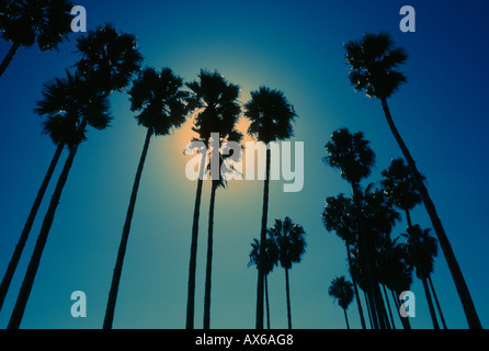 Cross Processed Palm Trees at Doheny State Beach, Orange County, California, USA Stock Photo