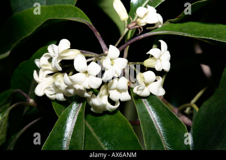 Sweet Pittosporum/Victorian Box-Pittosporum undulatum-Family Pittosporaceae Stock Photo
