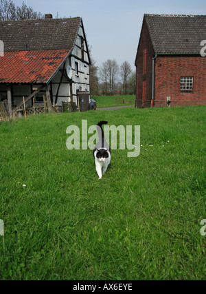 black-white european shorthair cat walking on grass. germany, europe Stock Photo