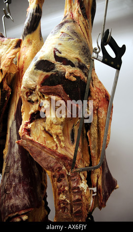 Organic beef carcasses / carcases hang on butcher's hooks in a farm freezer room. In the foreground is a butcher's saw Stock Photo