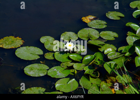 Buckland Village in Surrey on a summer morning water lily pond lily Nymphaea spec blooming Stock Photo