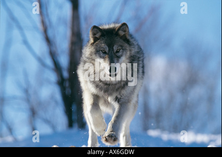 Gray wolf (Canis lupus) running in snow, Ontario, Canada Stock Photo