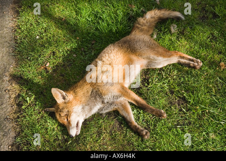Urban fox road kill UK, Lying on grass verge London, England 2008 2000s HOMER SYKES Stock Photo