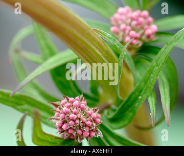 close-up of blooming flowers in meadow at spring Stock Photo - Alamy