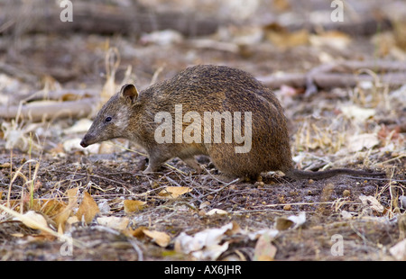 A Southern Brown Bandicoot (Isoodon obesulus) at the Spectacles Nature Reserve in Beeliar Regional Park, Perth, Aus. Stock Photo