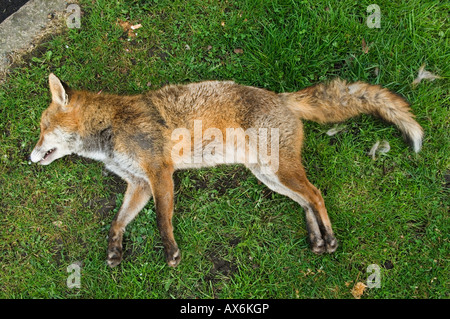 Urban fox road kill UK, Lying on grass verge London UK.  2008 2000s HOMER SYKES Stock Photo