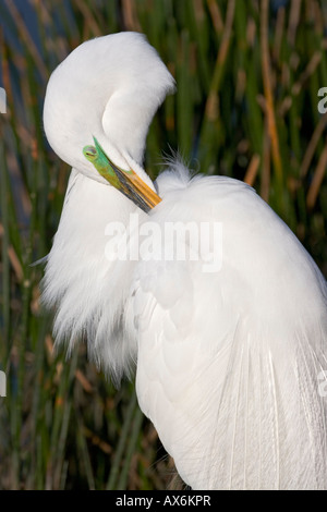 Close-up of Great Egret (Ardea alba) preening, Everglades National Park, Florida, USA Stock Photo