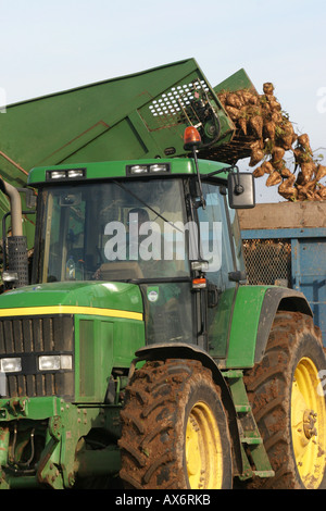 Sugarbeet being loaded onto a tractor and trailer Stock Photo