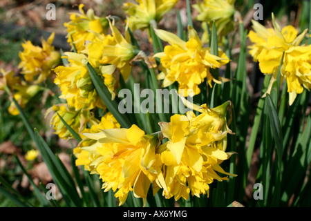 NARCISSUS OLD DOUBLE VARIETY Stock Photo