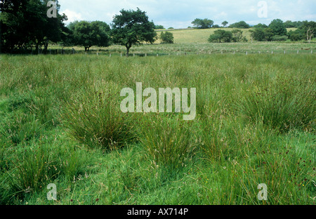 Hard rush Juncus inflexus in damp hill pasture North Wales Stock Photo