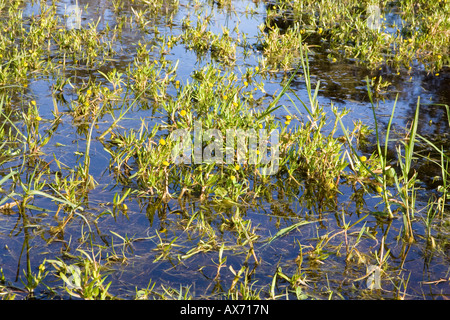 Golden Buttons (Cotula) growing in a shallow pond. Stock Photo
