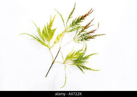 Twig of Japanese Maple (Acer palmatum dissectum), close-up Stock Photo