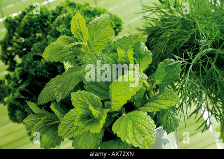 Lemon balm (Melissa officinalis) curley parsley (Petroselinum crispum) and dill, elevated view Stock Photo