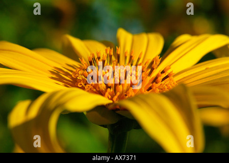 Sunflower close-up Khun Yuam north Thailand Stock Photo