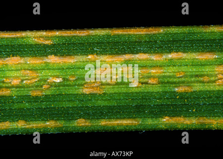 Yellow rust or stripe rust Puccinia striiformis on fescue turf grass leaf Stock Photo