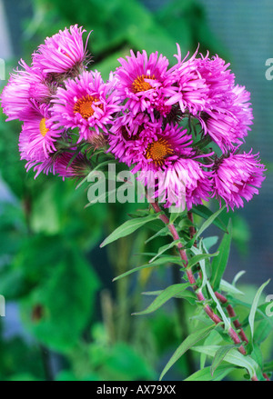 Aster novae angliae Barr's Pink flowers garden plants Autumn autumnal Stock Photo