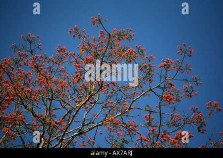 Colorful flowers on tree in the Darien national park Republic of Panama Stock Photo