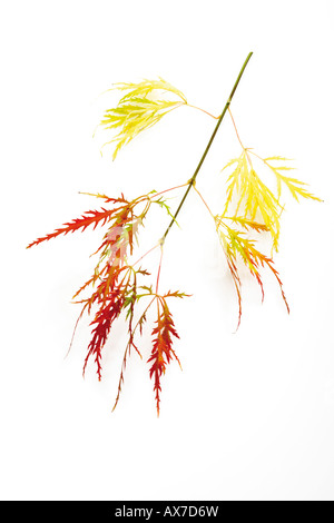 Twig of Japanese Maple (Acer palmatum dissectum), close-up Stock Photo