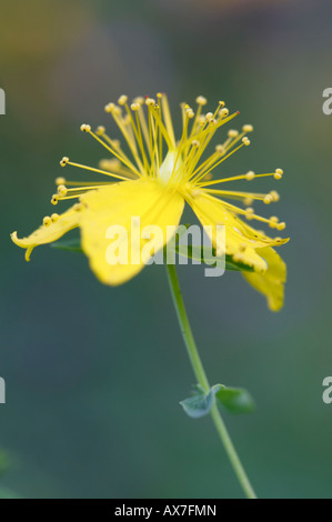 Slender St Johns wort Hypericum pulchrum flower Stock Photo